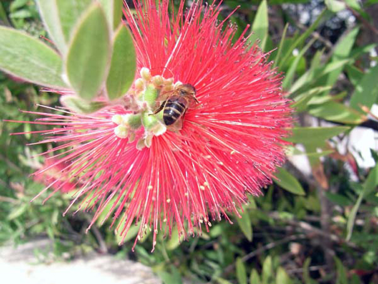 117 fleissiges Bienchen